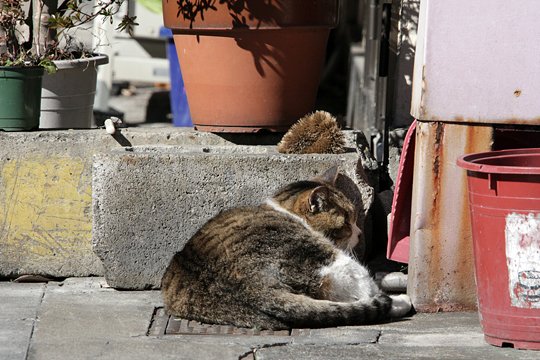 街のねこたち