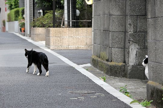 街のねこたち
