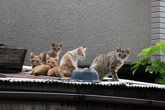 街のねこたち