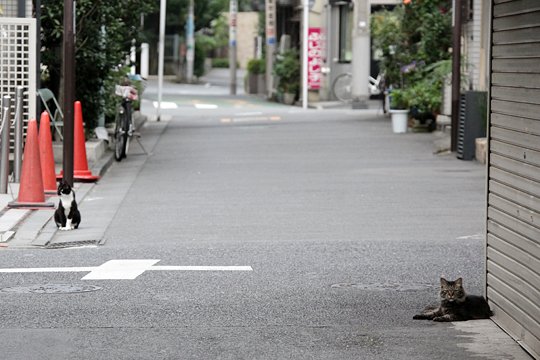 街のねこたち
