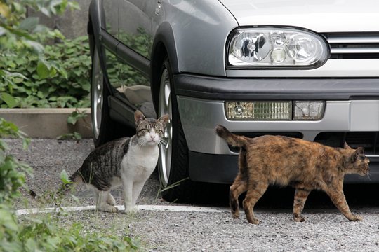 街のねこたち