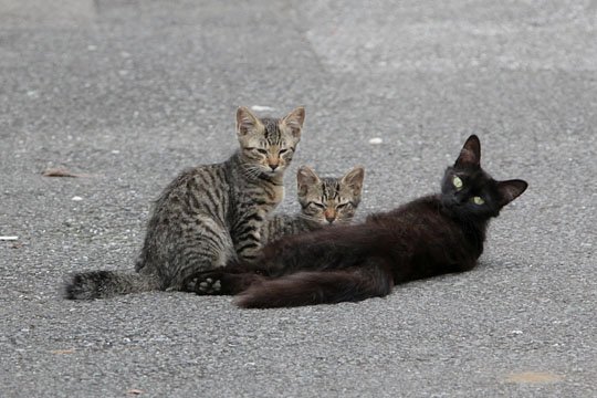 街のねこたち