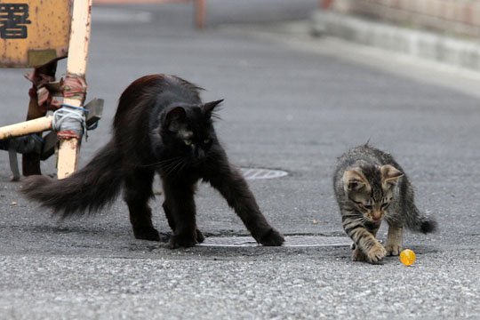 街のねこたち
