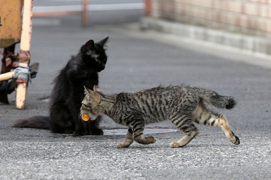 街のねこたち