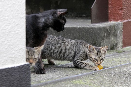 街のねこたち