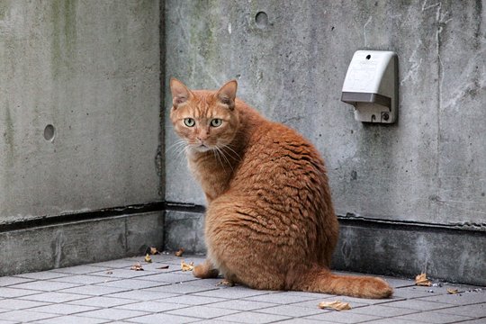 街のねこたち