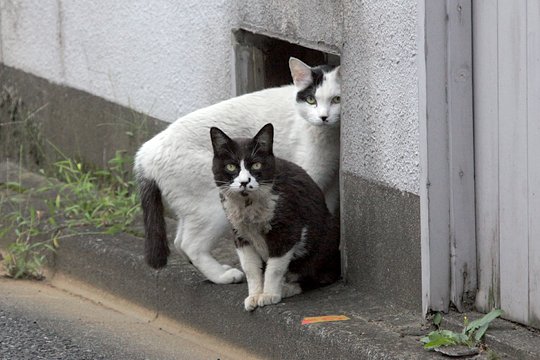 街のねこたち