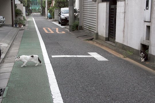 街のねこたち