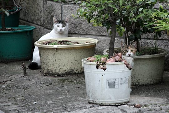 街のねこたち