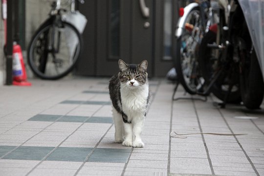 街のねこたち