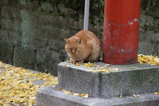 街のねこたち
