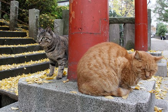 街のねこたち