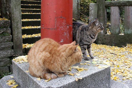 街のねこたち