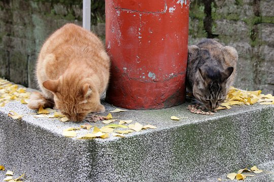 街のねこたち