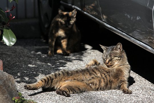 街のねこたち