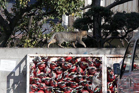 街のねこたち