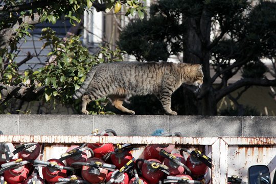 街のねこたち