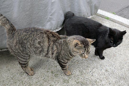 街のねこたち