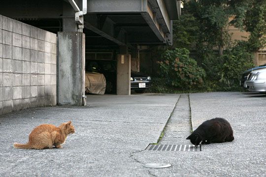 街のねこたち