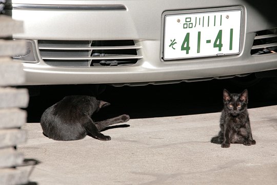 街のねこたち