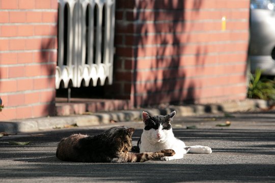 街のねこたち