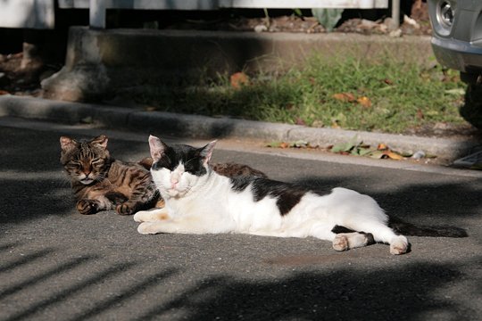 街のねこたち