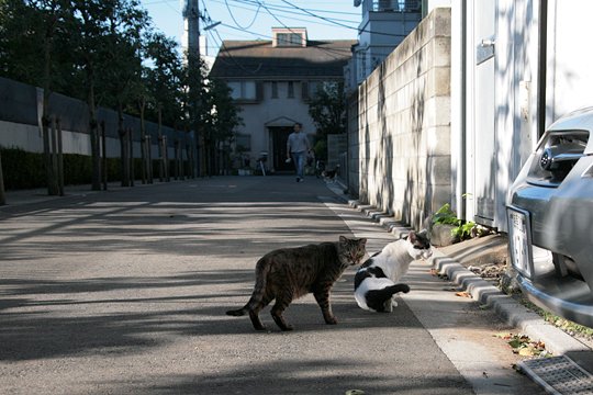 街のねこたち