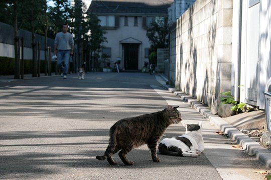 街のねこたち
