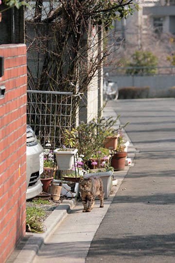 街のねこたち