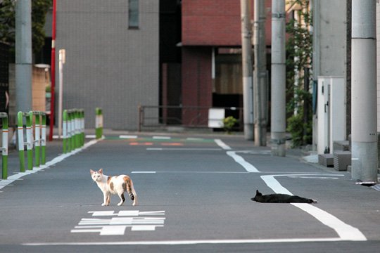 街のねこたち