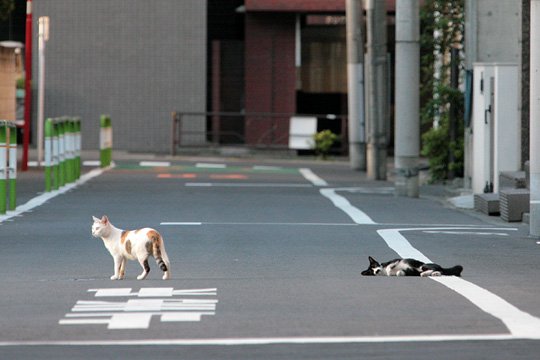 街のねこたち