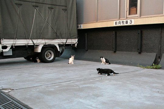 街のねこたち