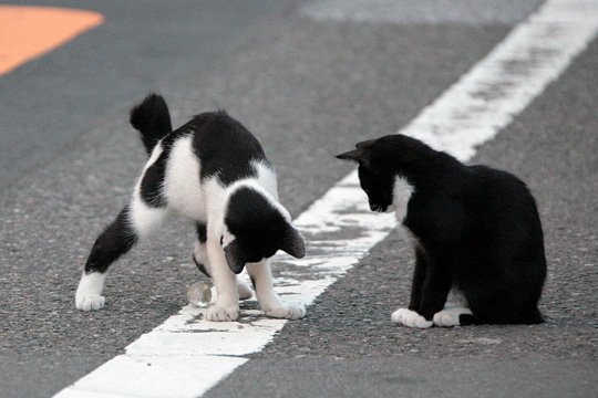 街のねこたち