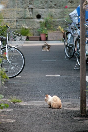 街のねこたち