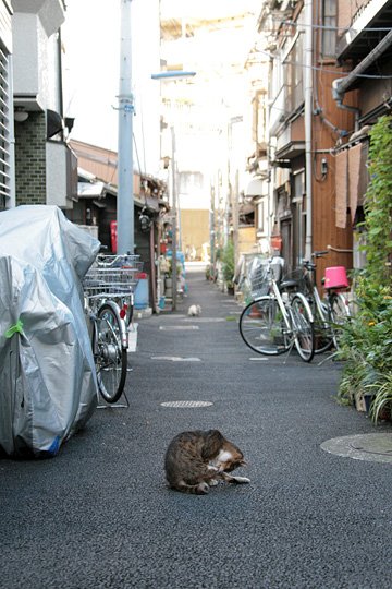街のねこたち
