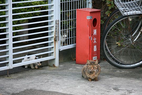 街のねこたち