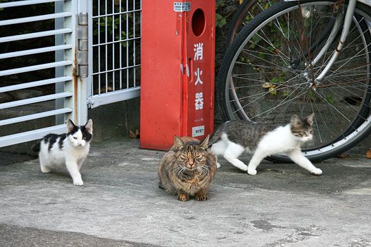 街のねこたち