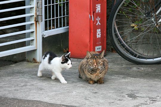 街のねこたち