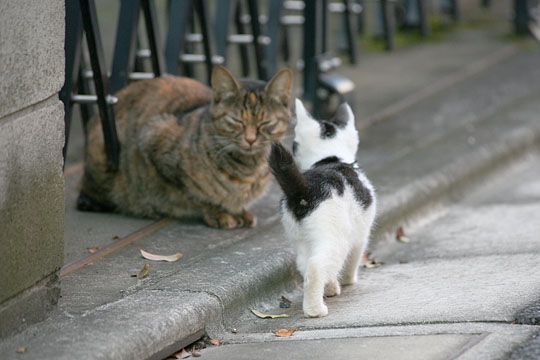 街のねこたち