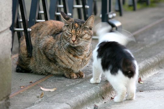 街のねこたち