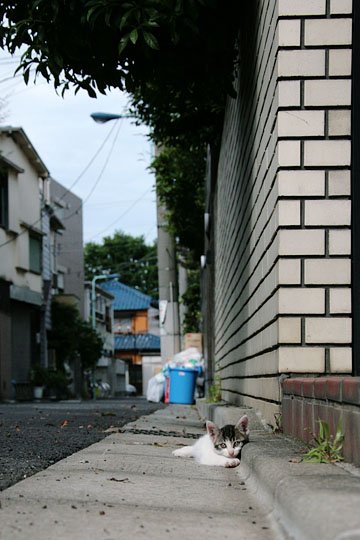 街のねこたち