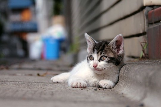 街のねこたち