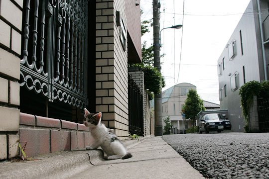 街のねこたち