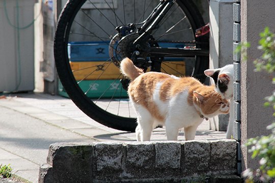 街のねこたち
