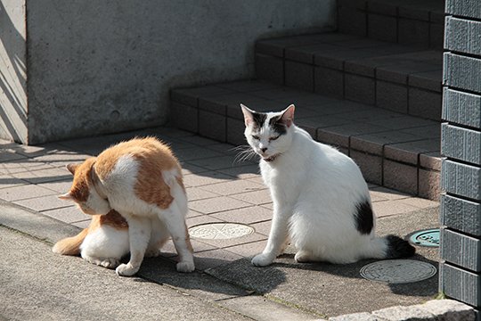 街のねこたち