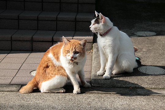 街のねこたち