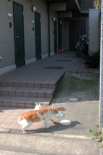 街のねこたち