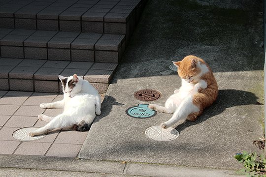 街のねこたち