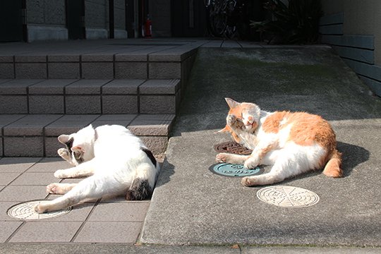 街のねこたち