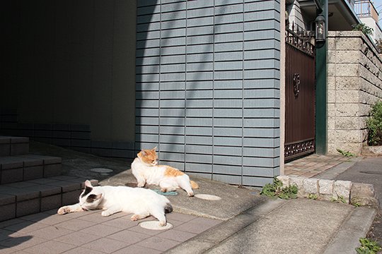 街のねこたち